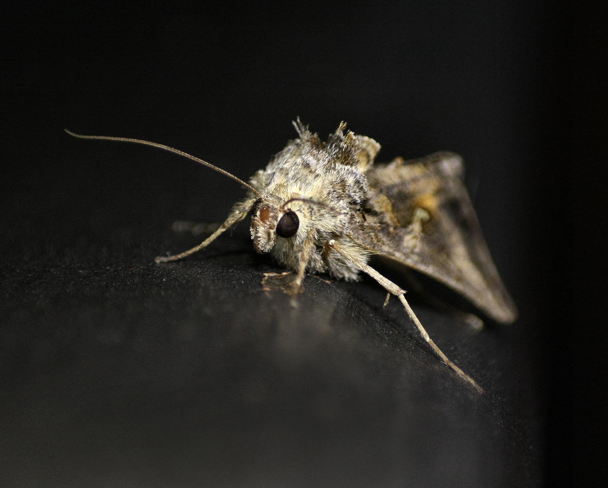 notturna da identificare - Autographa gamma